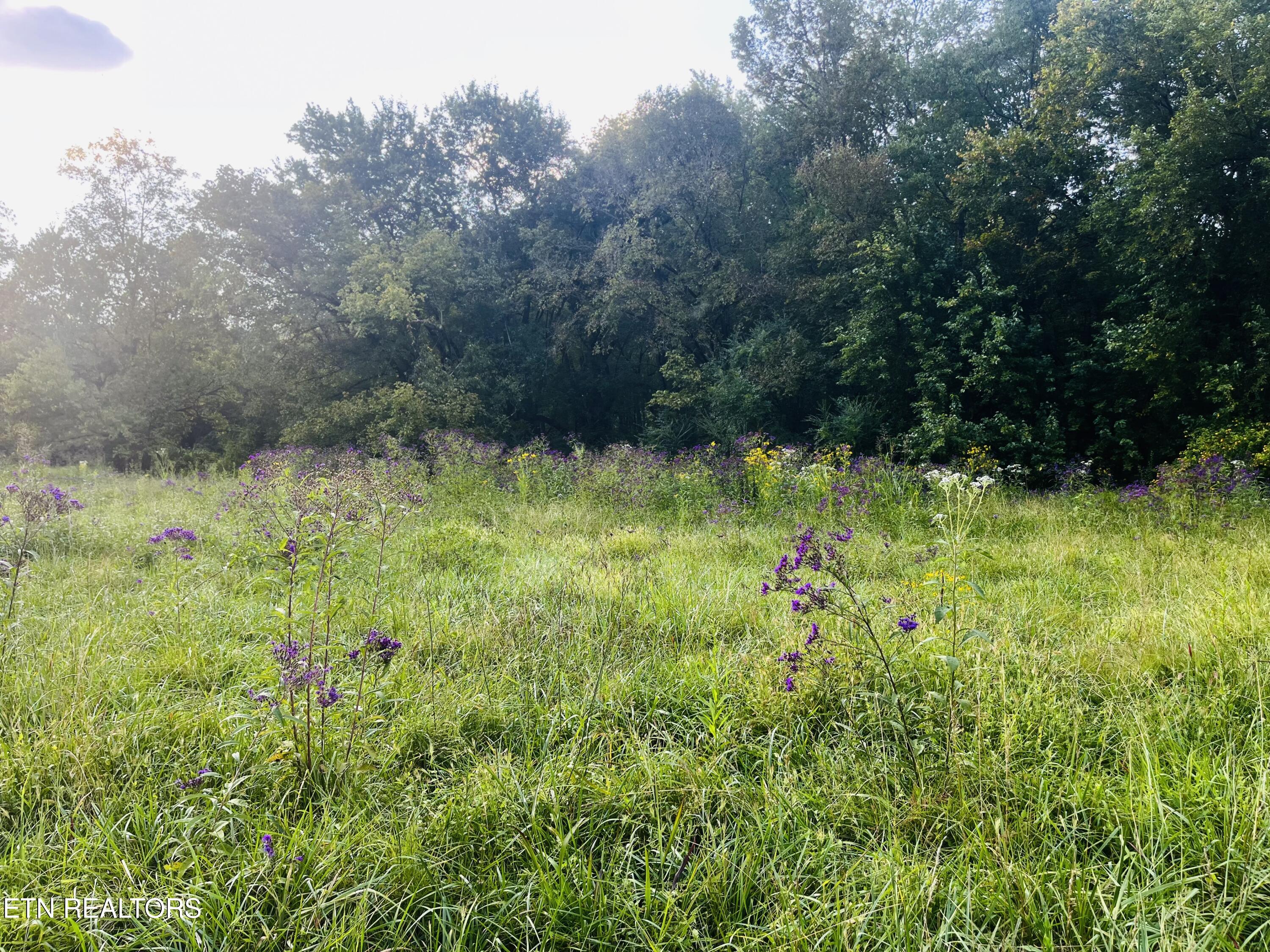 East Bullrun Valley Drive Heiskell, TN 37754 - Photo 7 of 24 IMG_5643