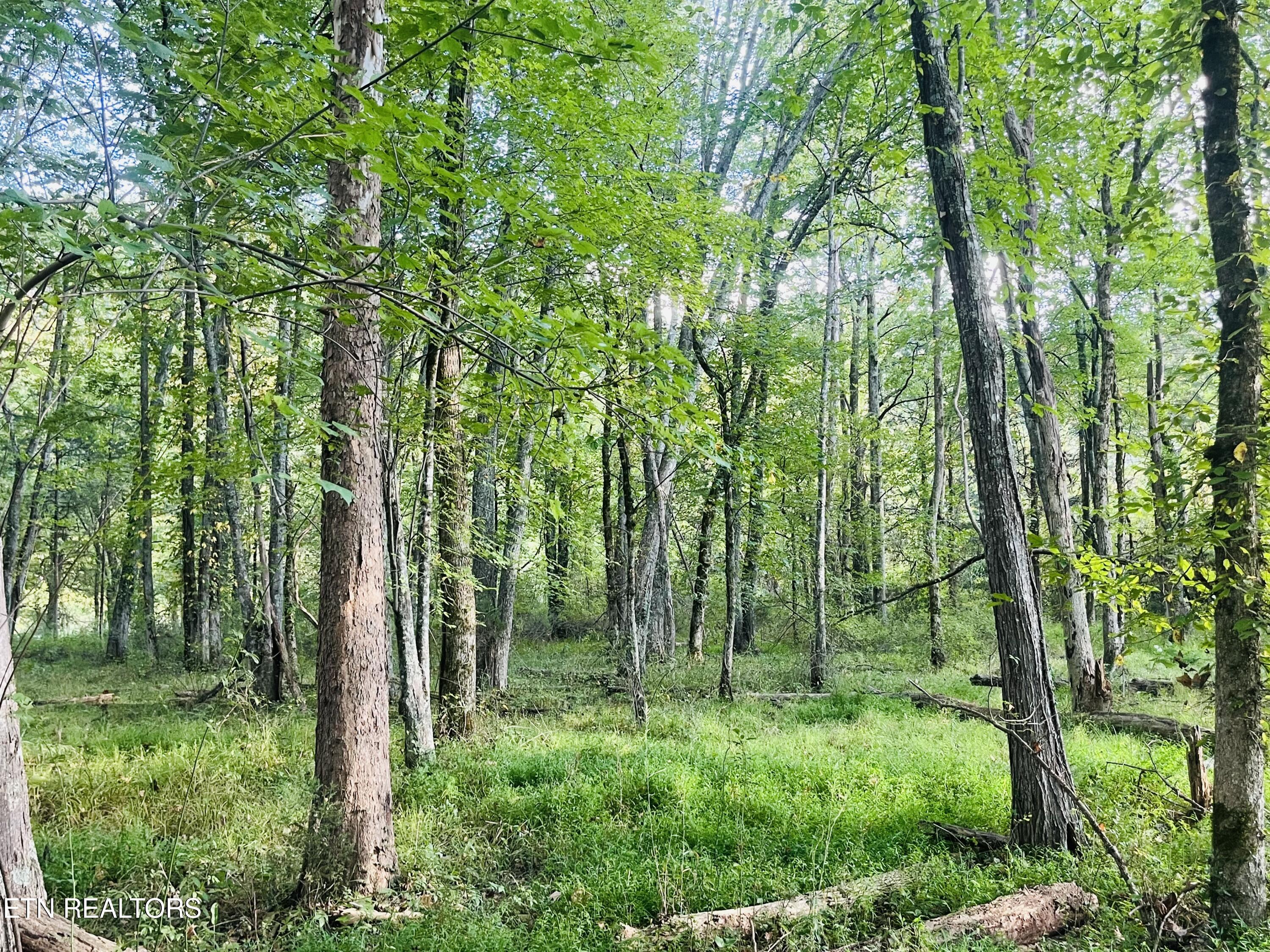East Bullrun Valley Drive Heiskell, TN 37754 - Photo 9 of 24 IMG_5677