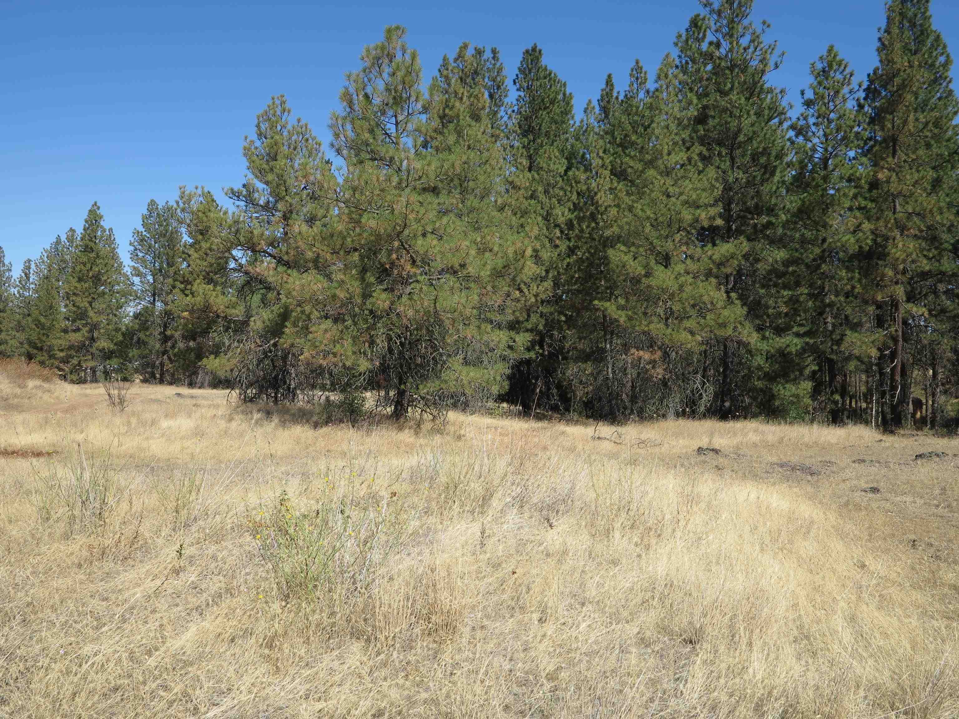 17700-blk West Williams Lake Road Cheney, WA 99004 - Photo 13 of 22