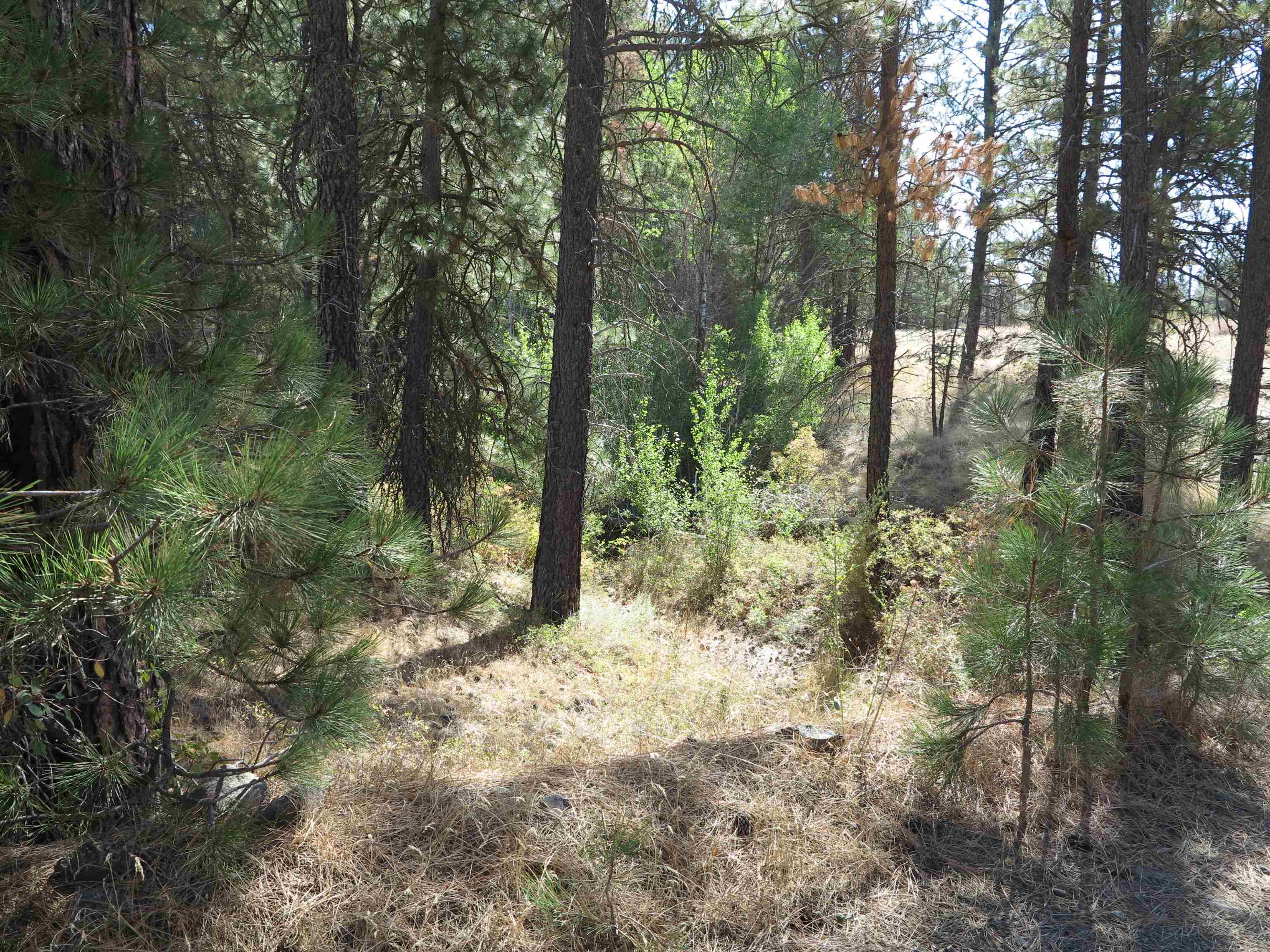 17700-blk West Williams Lake Road Cheney, WA 99004 - Photo 19 of 22