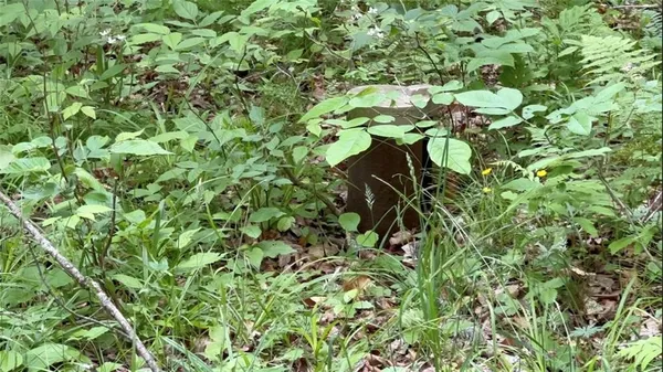 $69,900 | 9272 Morrison Road, Rushford, NY 14060