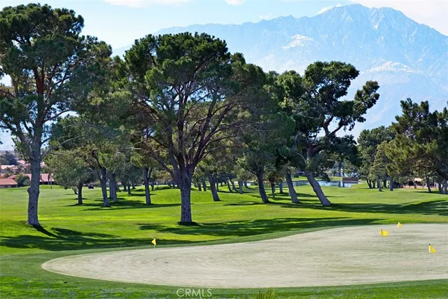 a view of a park with large trees