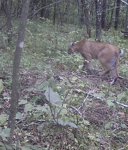 $115,000 | W13541 Brooks Lane, Crivitz, WI 54114