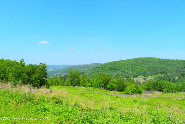 a view of a lush green space