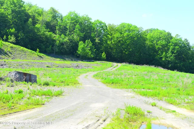 a view of a garden with plants