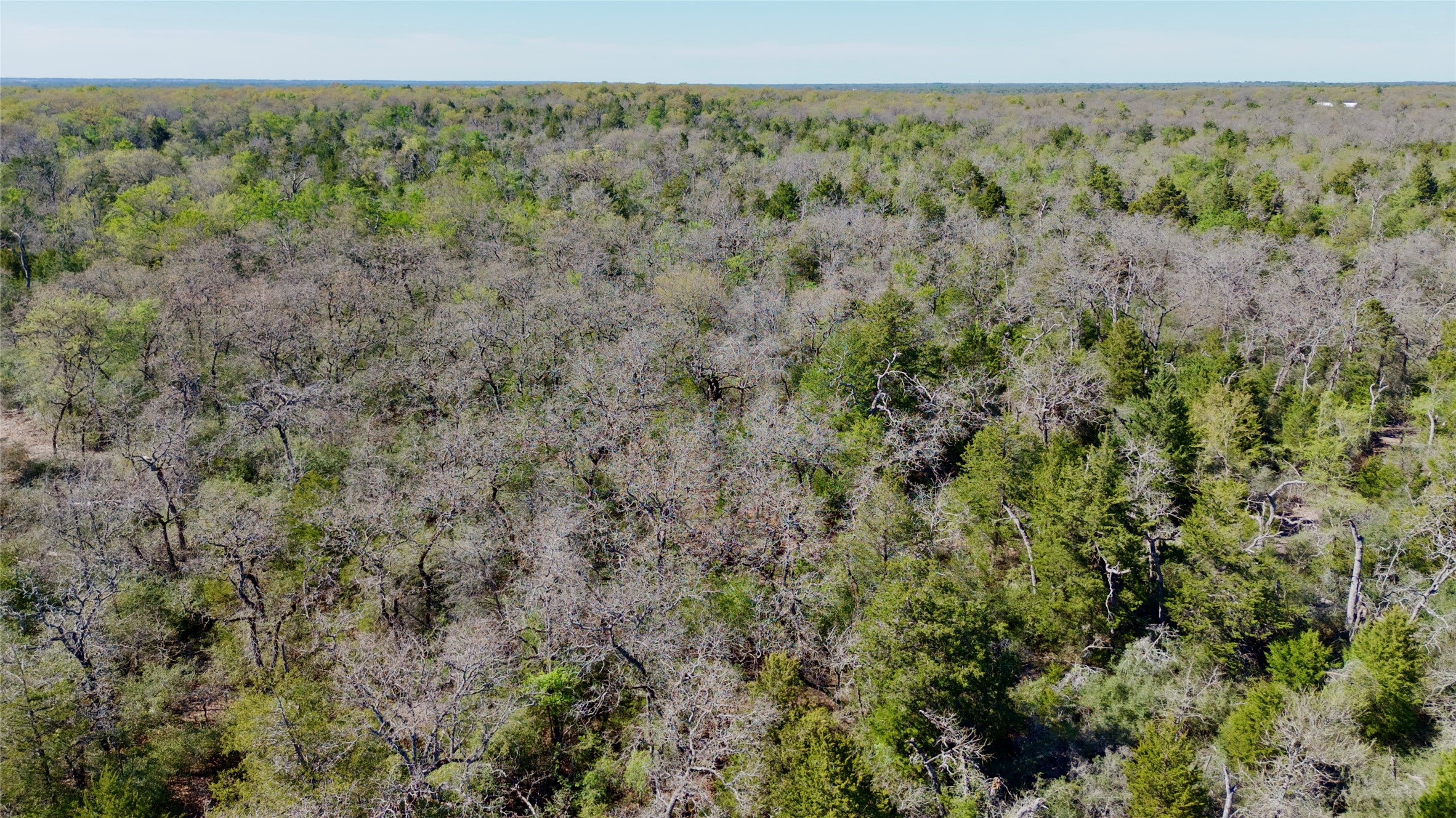 100 Pr 617 Roads Kosse, TX 76653 - Photo 22 of 26 Bird's eye view of a forest