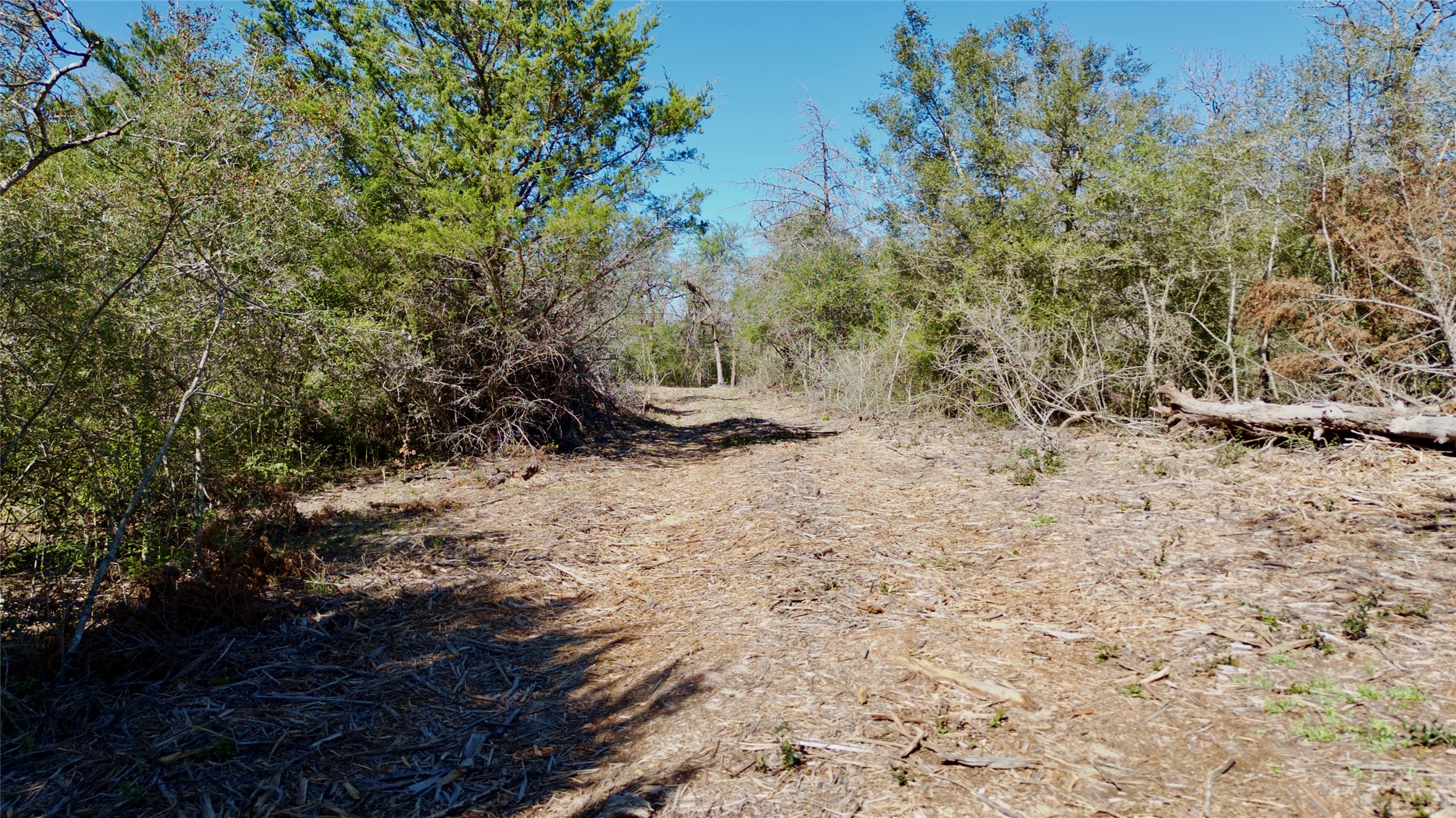 100 Pr 617 Roads Kosse, TX 76653 - Photo 25 of 26 View of local wilderness