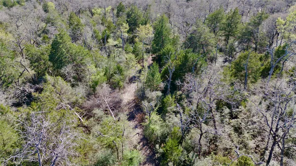 a view of a forest with a tree