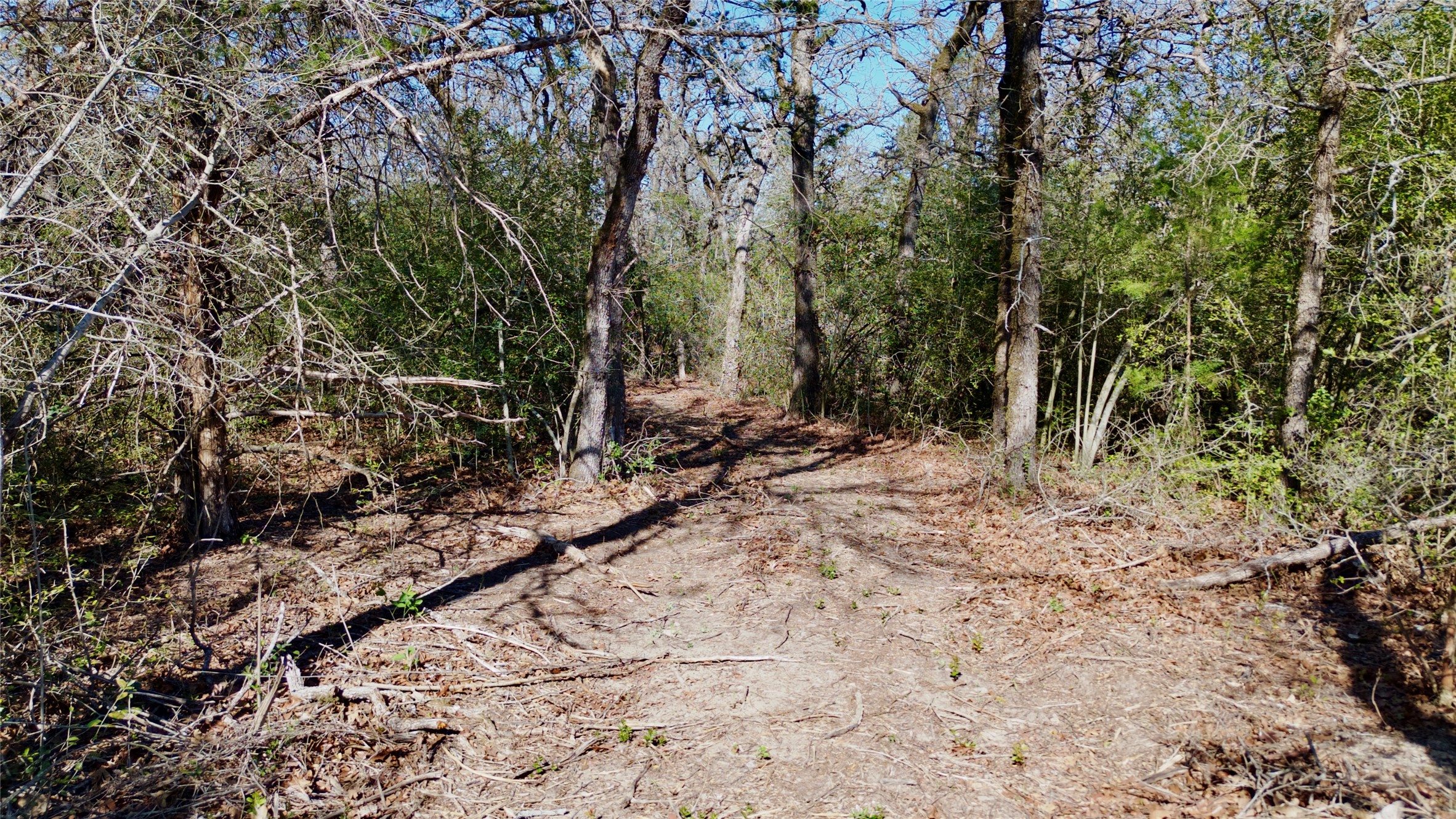 100 Pr 617 Roads Kosse, TX 76653 - Photo 8 of 26 View of undeveloped land