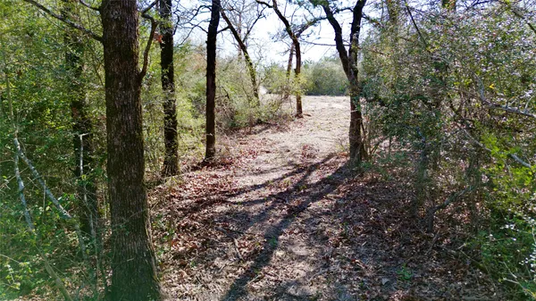 a view of a yard with large trees