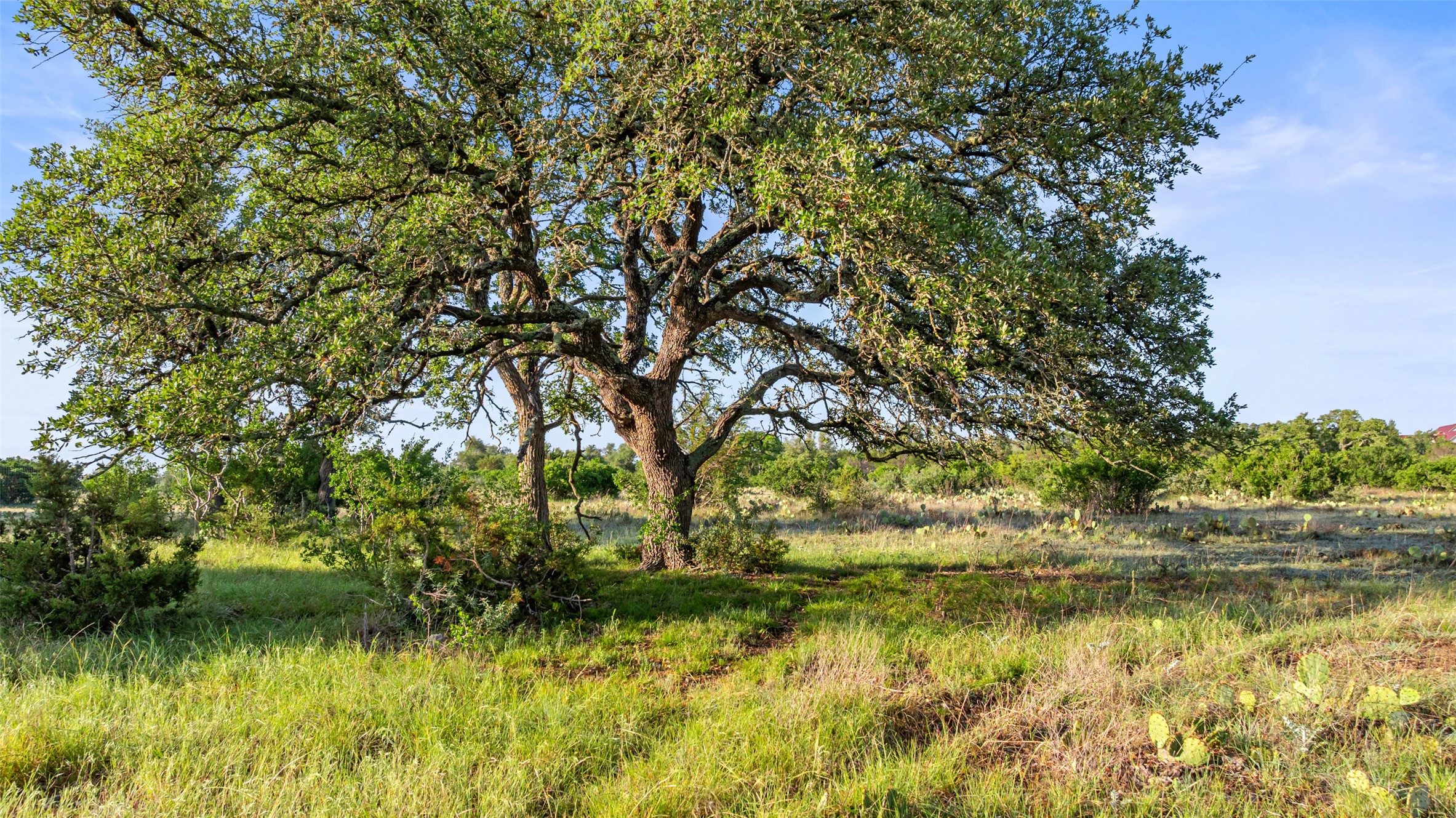 Lot 4 Vista Rdg Drive Round Mountain, TX 78663 - Photo 5 of 21 View of local wilderness