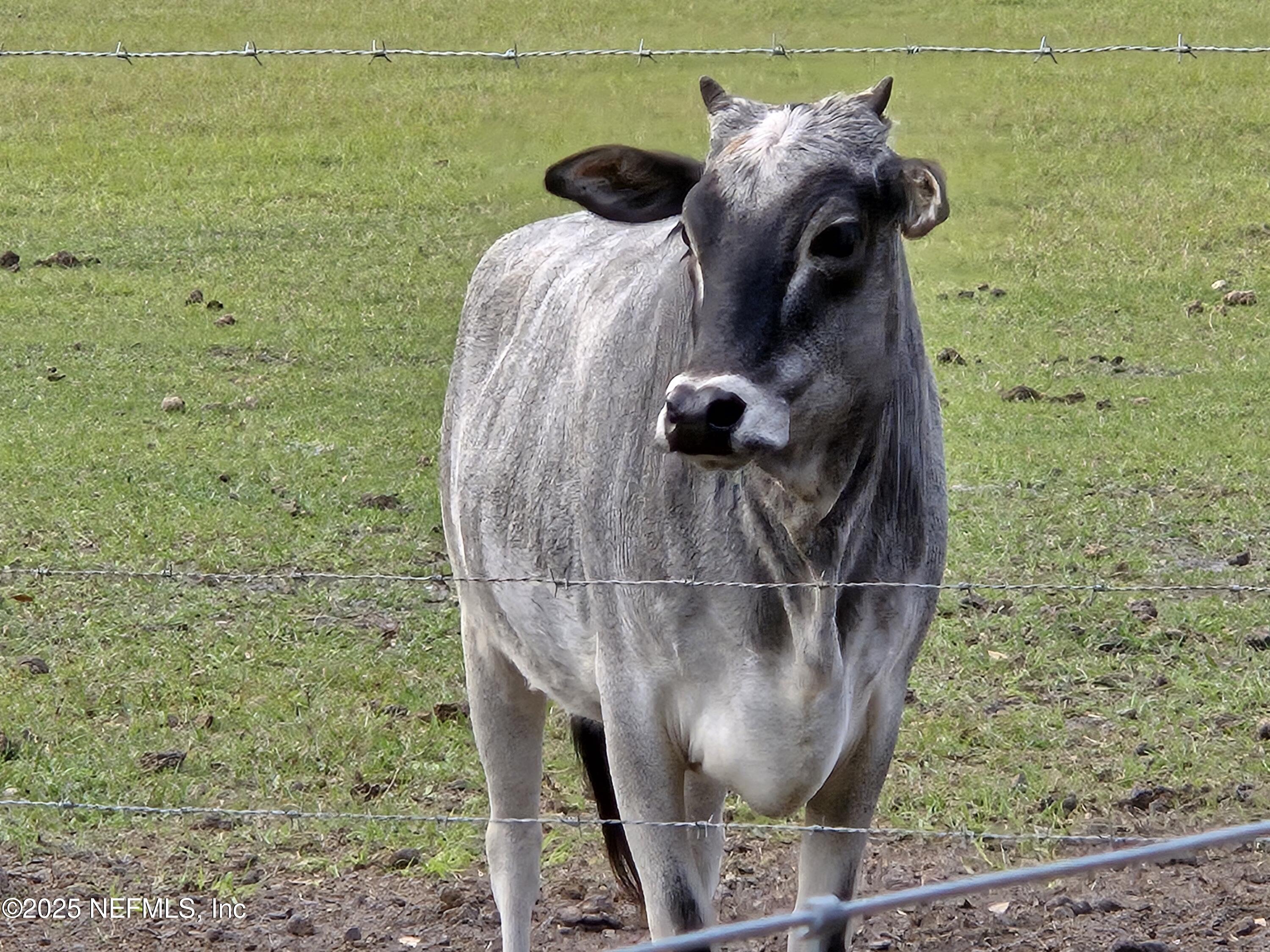 85050 Myrtice Road Yulee, FL 32097 - Photo 5 of 87 20250105_164623