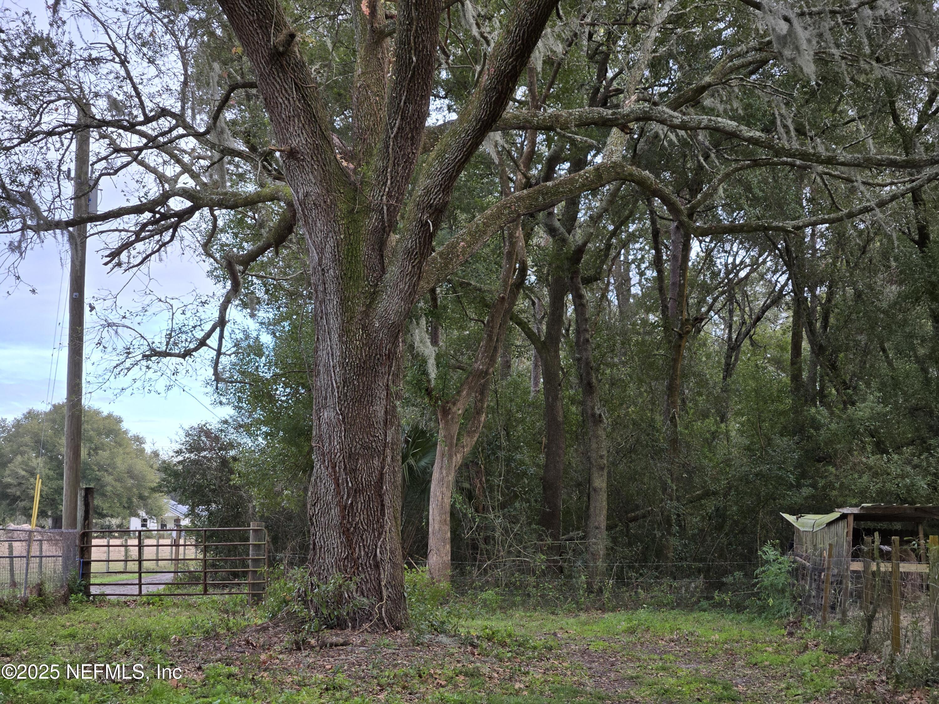 85050 Myrtice Road Yulee, FL 32097 - Photo 60 of 87 a view of a trees and yard