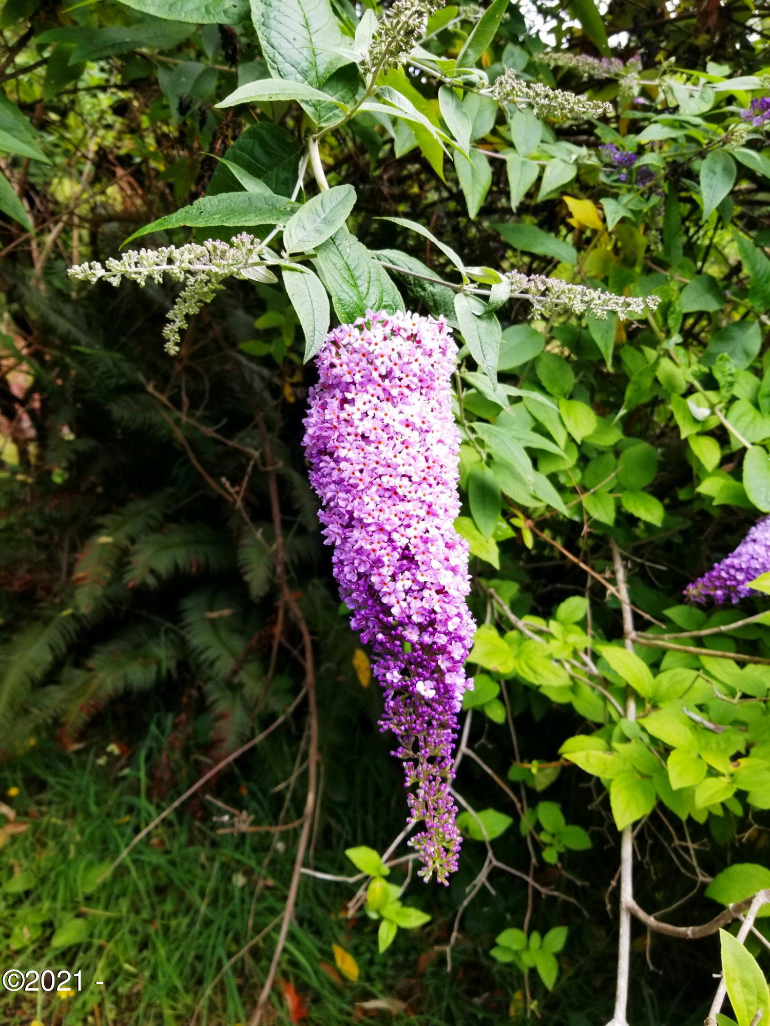 3204 North Bayview Road Waldport, OR 97394 - Photo 44 of 69 Flowers