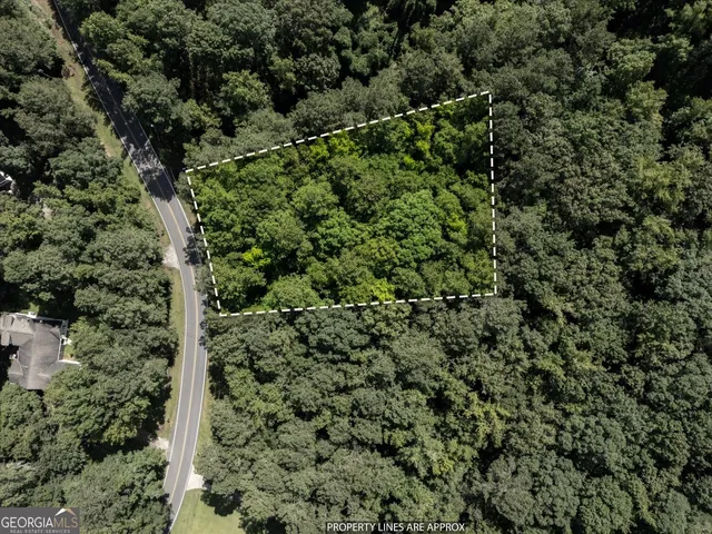 view of a forest with a tree