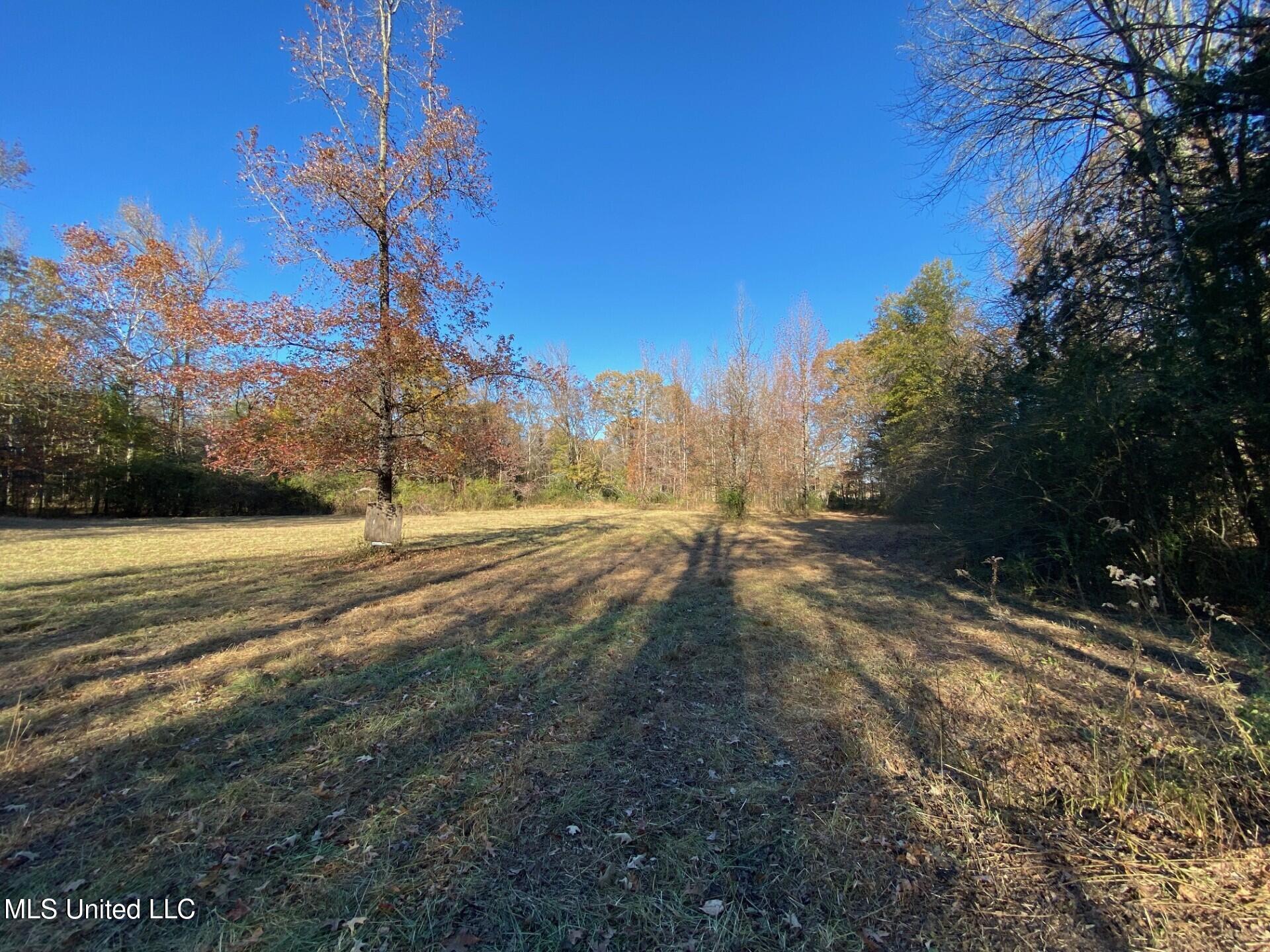 2085 Yellow Dog Road Senatobia, MS 38668 - Photo 47 of 48 Beautiful Yard