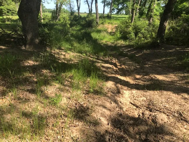 a view of a lush green forest