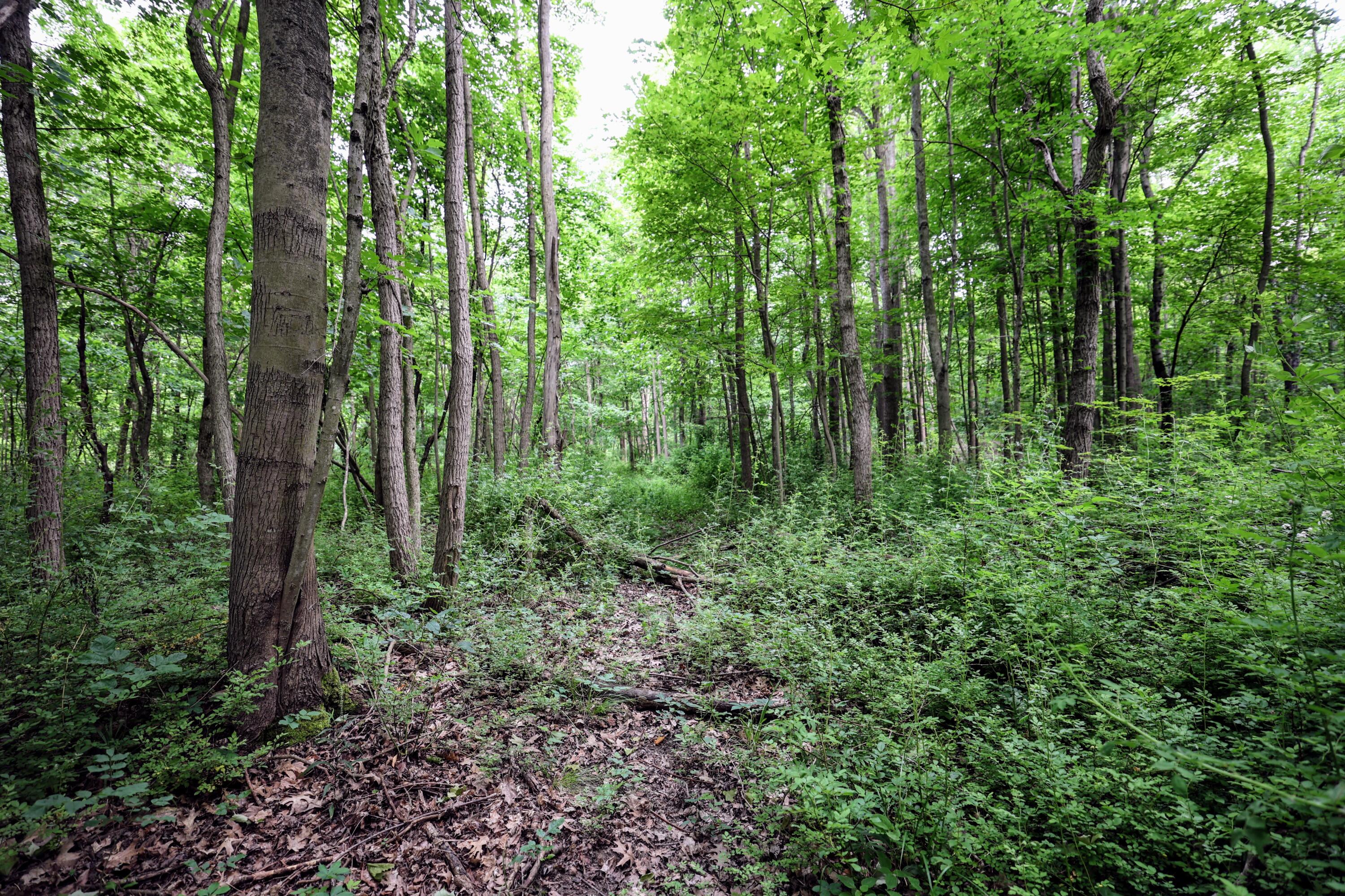 Vl Black River Road Bangor, MI 49013 - Photo 25 of 54 25