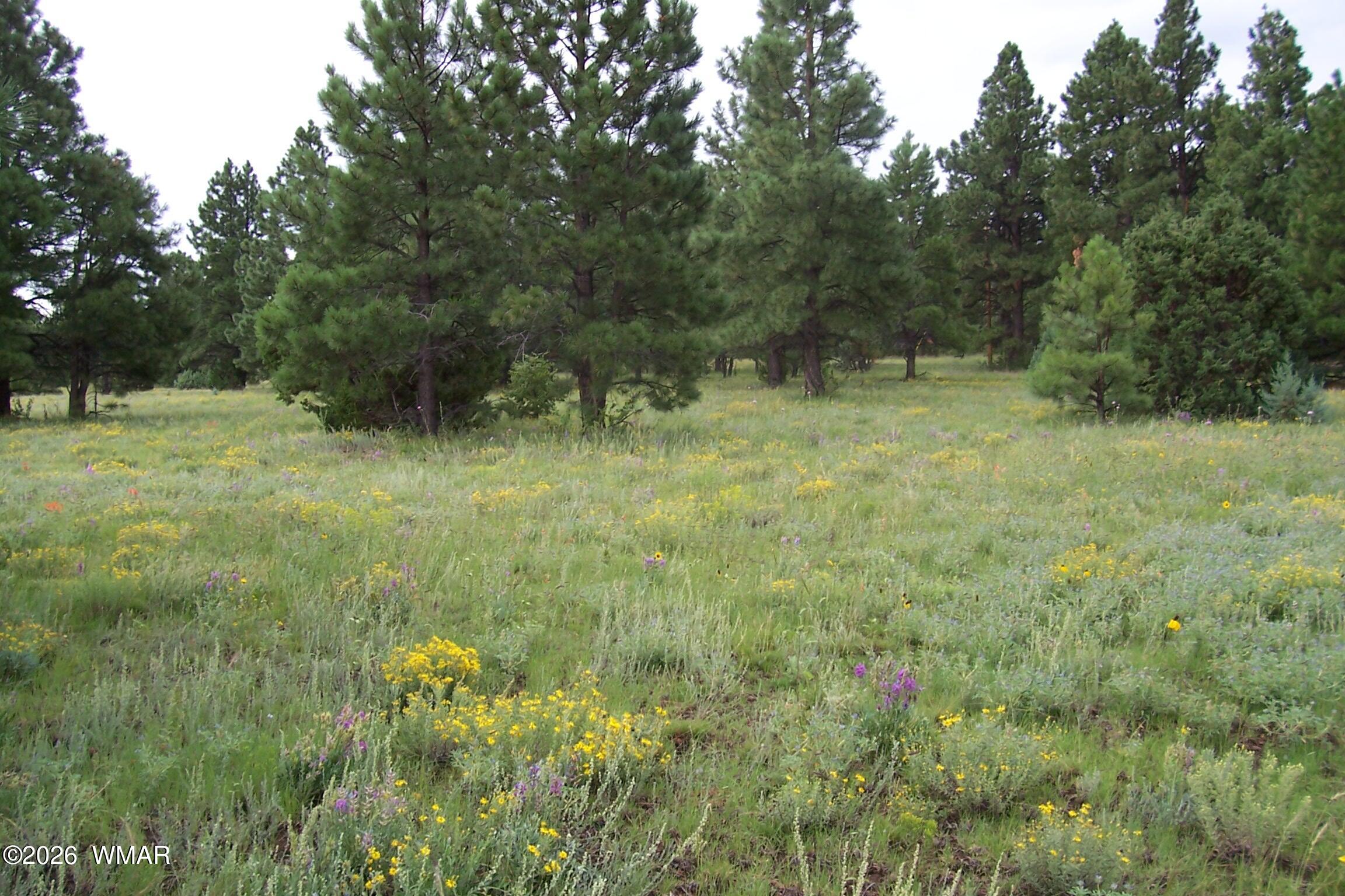 Lot 5 Red Cabin Ranch, Unit II Vernon, AZ 85940 - Photo 7 of 12 Ranch-Farm054