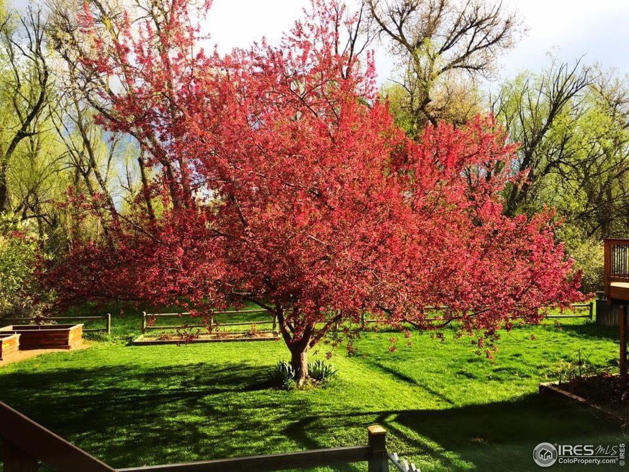4491 Wellington Road Boulder, CO 80301 - Photo 27 of 40 a view of a park with large trees