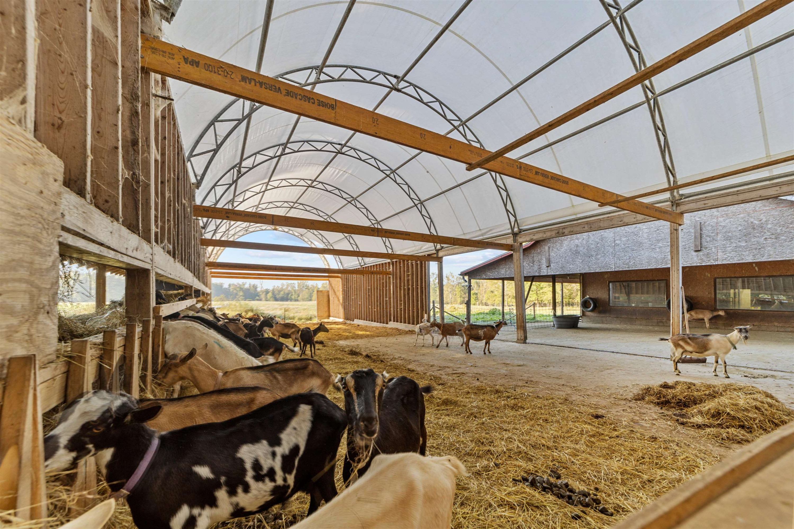 4900 Bahama Road Rougemont, NC 27572 - Photo 25 of 30 We kid you not -- there are plenty of goats on hand
