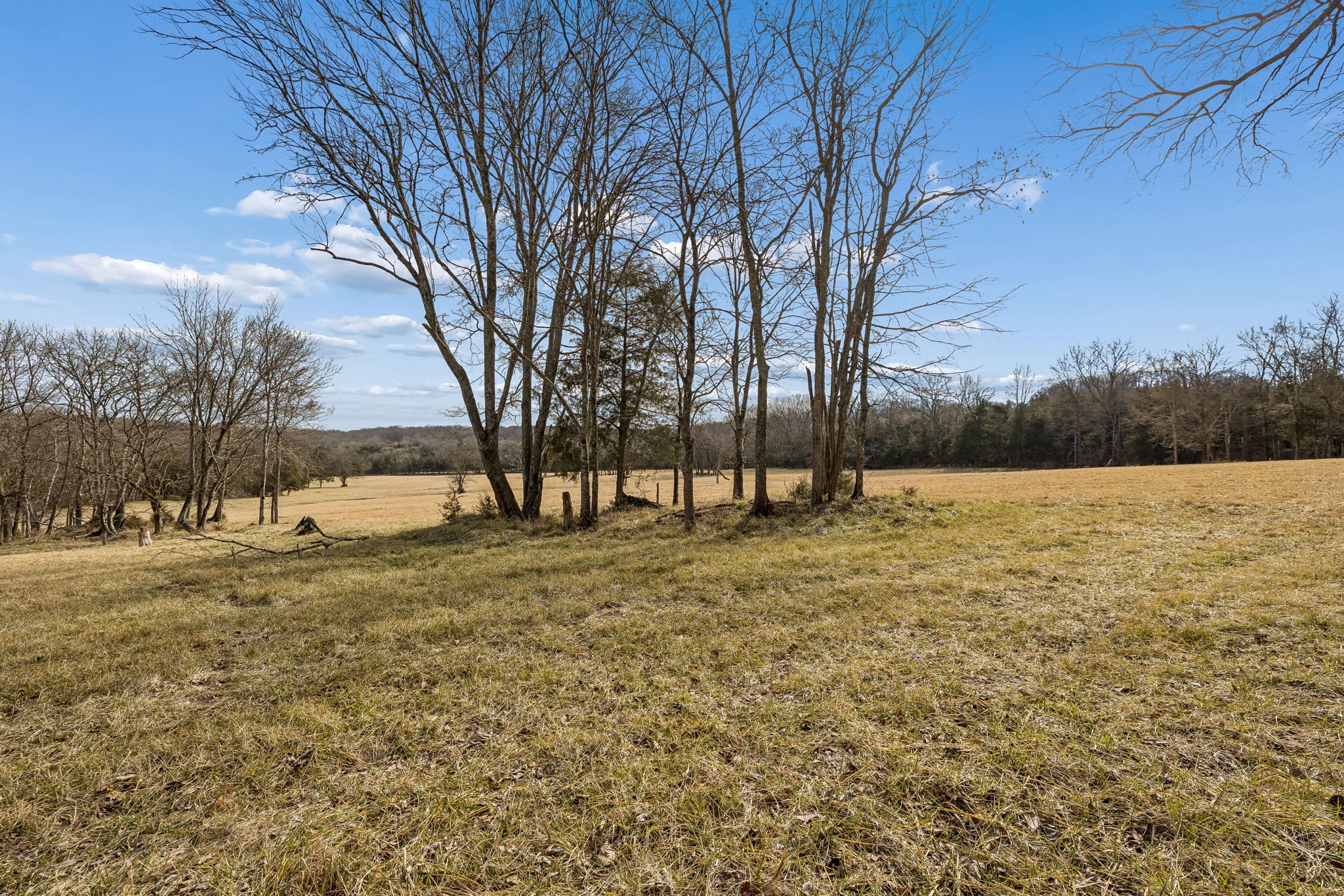935 Comer Road Lascassas, TN 37085 - Photo 15 of 77 a view of yard with trees