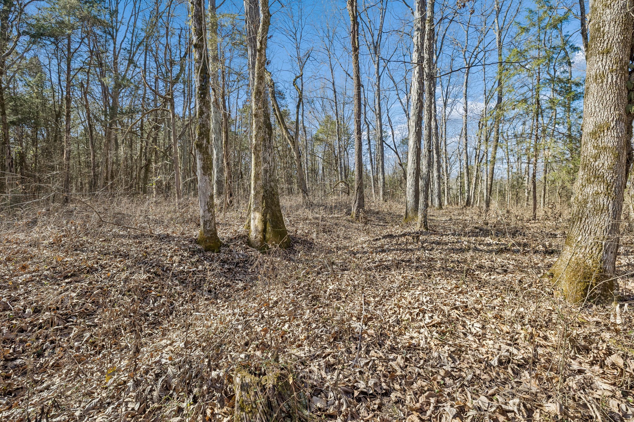 935 Comer Road Lascassas, TN 37085 - Photo 47 of 77