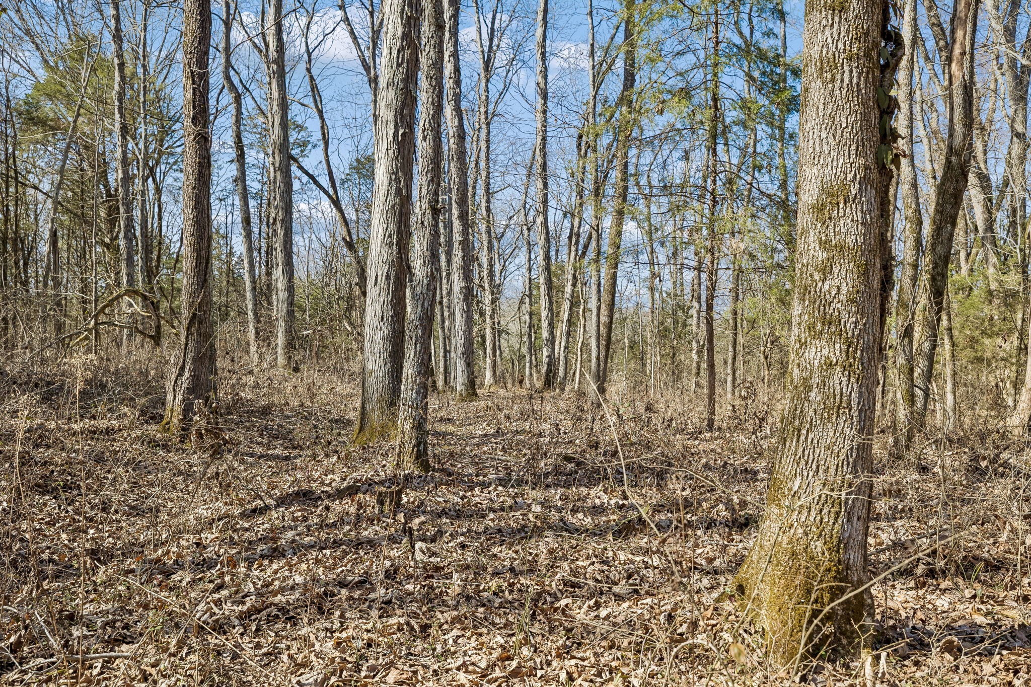 935 Comer Road Lascassas, TN 37085 - Photo 48 of 77 a view of a backyard of the house