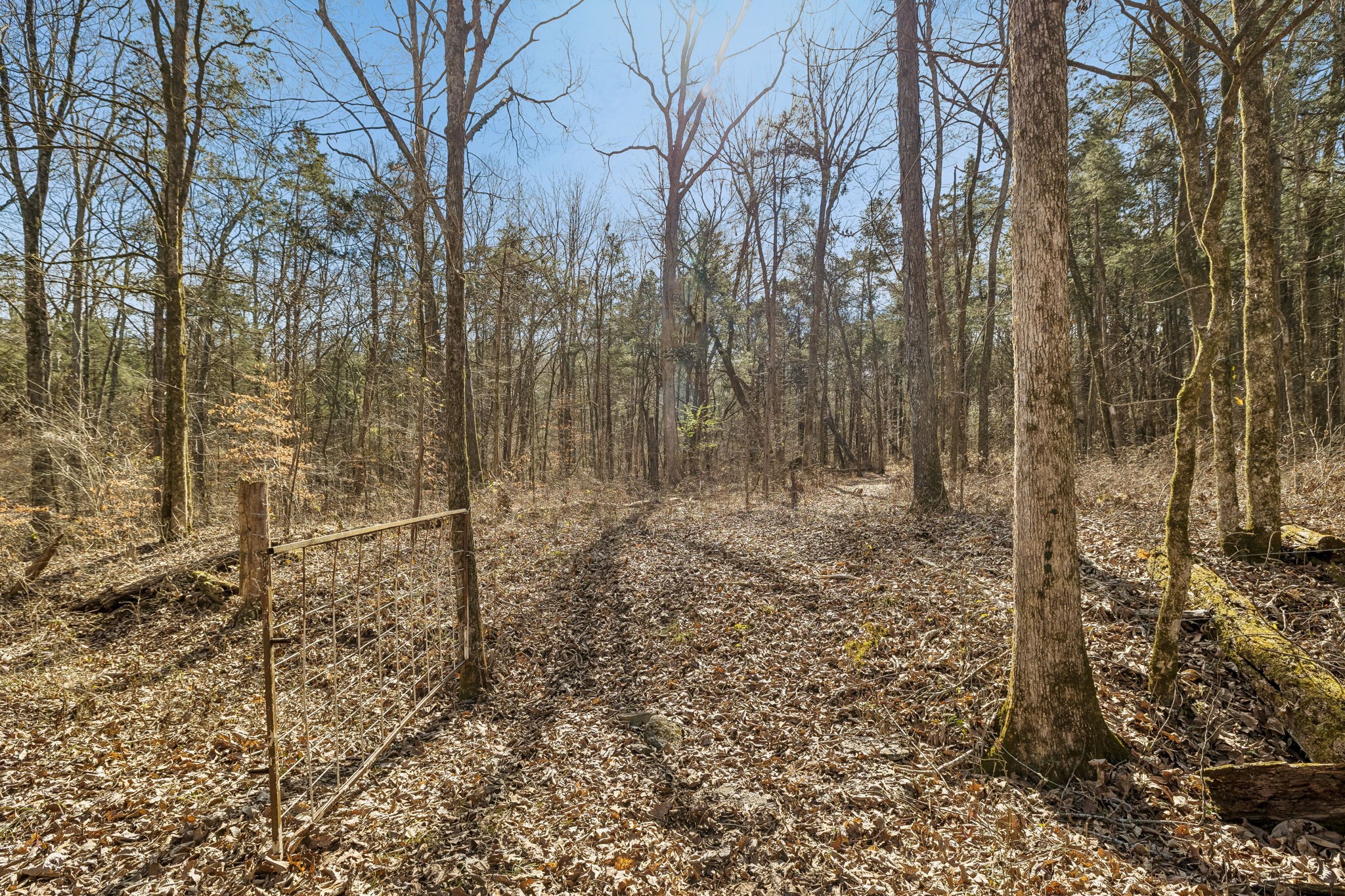 935 Comer Road Lascassas, TN 37085 - Photo 49 of 77 a view of a yard