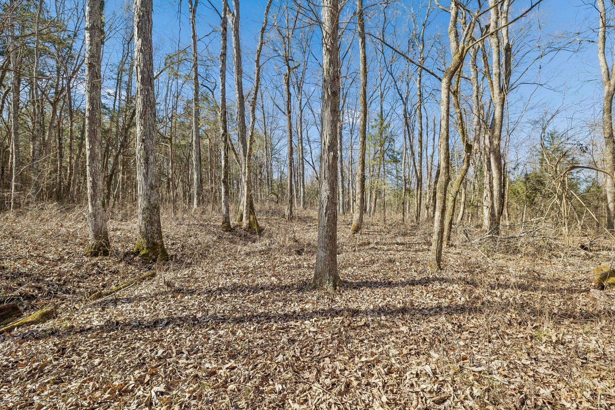 935 Comer Road Lascassas, TN 37085 - Photo 50 of 77 a view of a backyard of the house