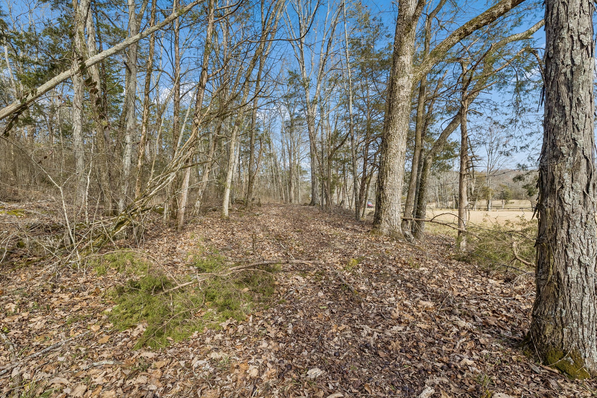 935 Comer Road Lascassas, TN 37085 - Photo 53 of 77 a view of backyard with green space