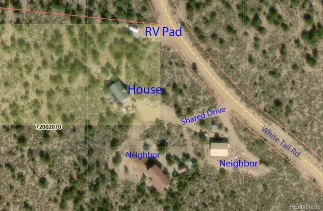 a view of a forest with a tree