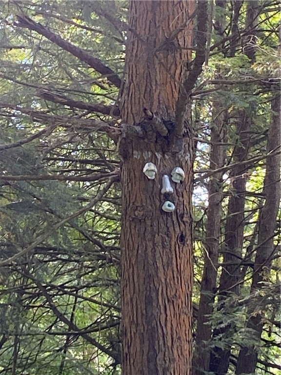 1227 Markert Road Wilcox, PA 15870 - Photo 21 of 22