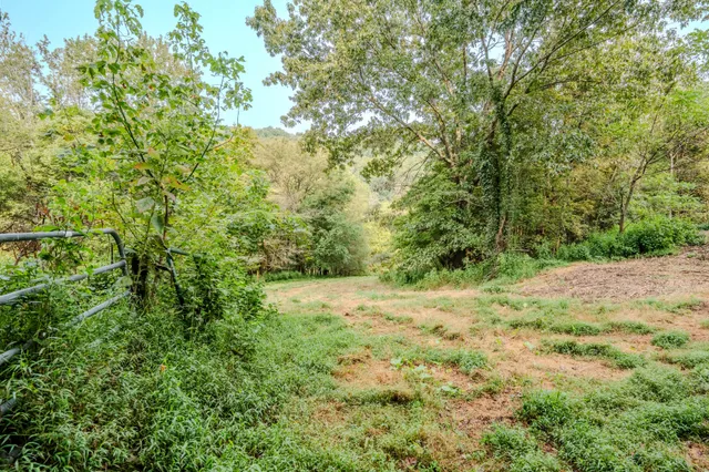 a view of a forest with a street