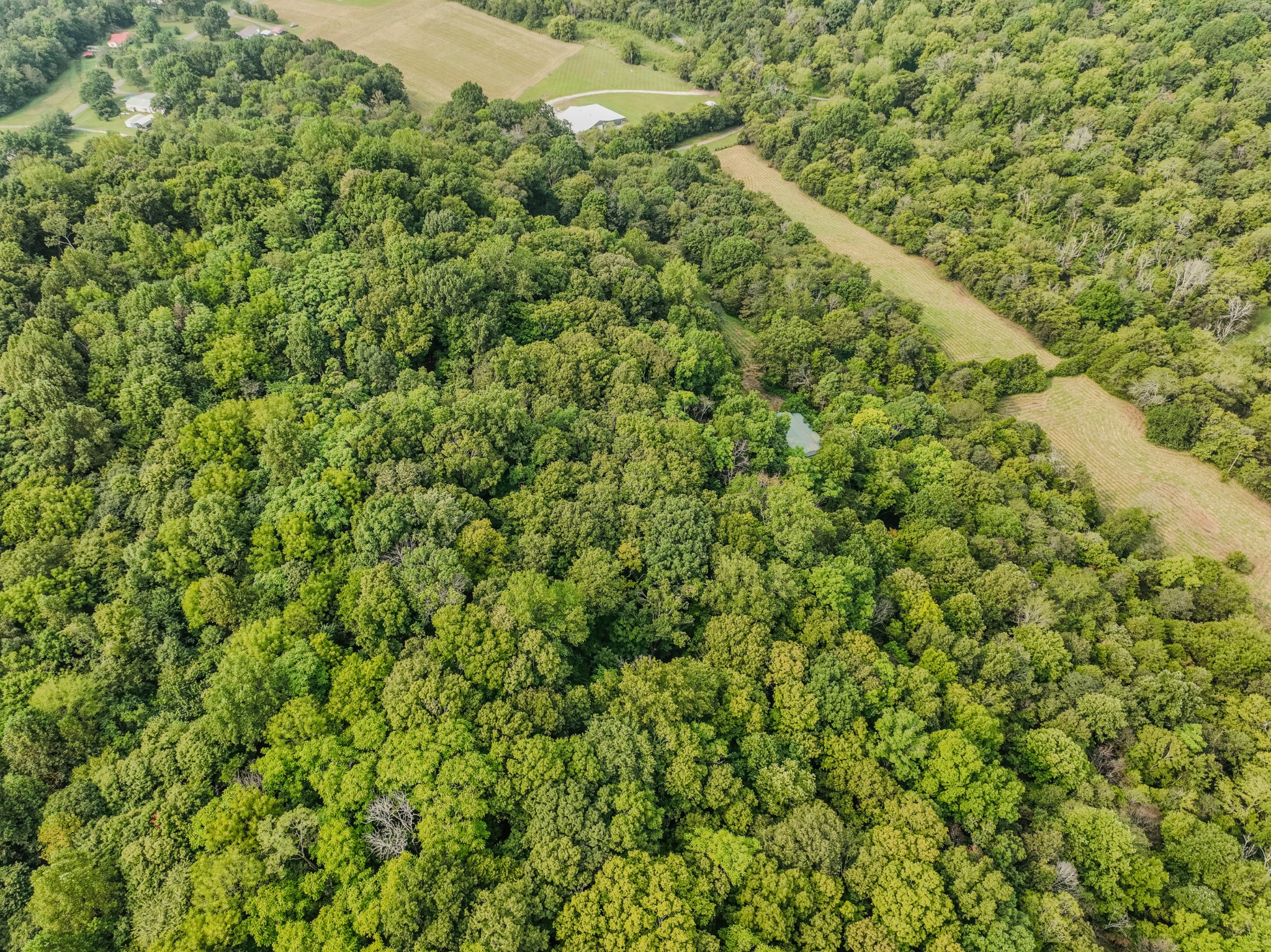 410 Britton Hollow Road Pulaski, TN 38478 - Photo 67 of 74 a view of a large yard with plants and large trees