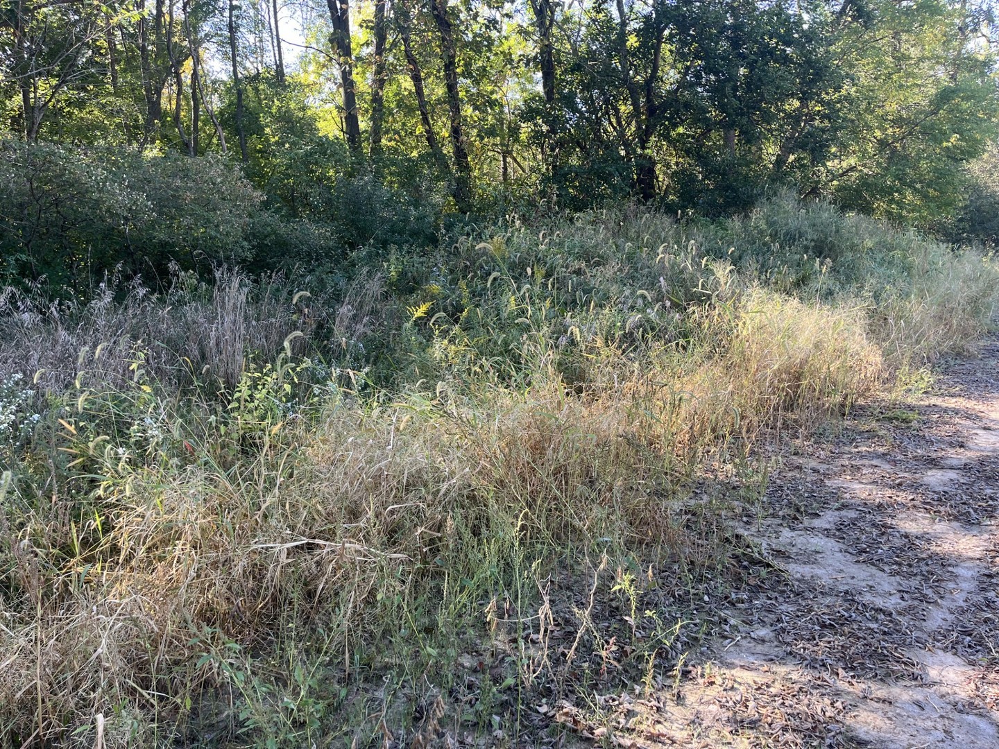 Lot 2 N Avenue Princeton, IL 61356 - Photo 7 of 7 a view of a forest with trees in the background