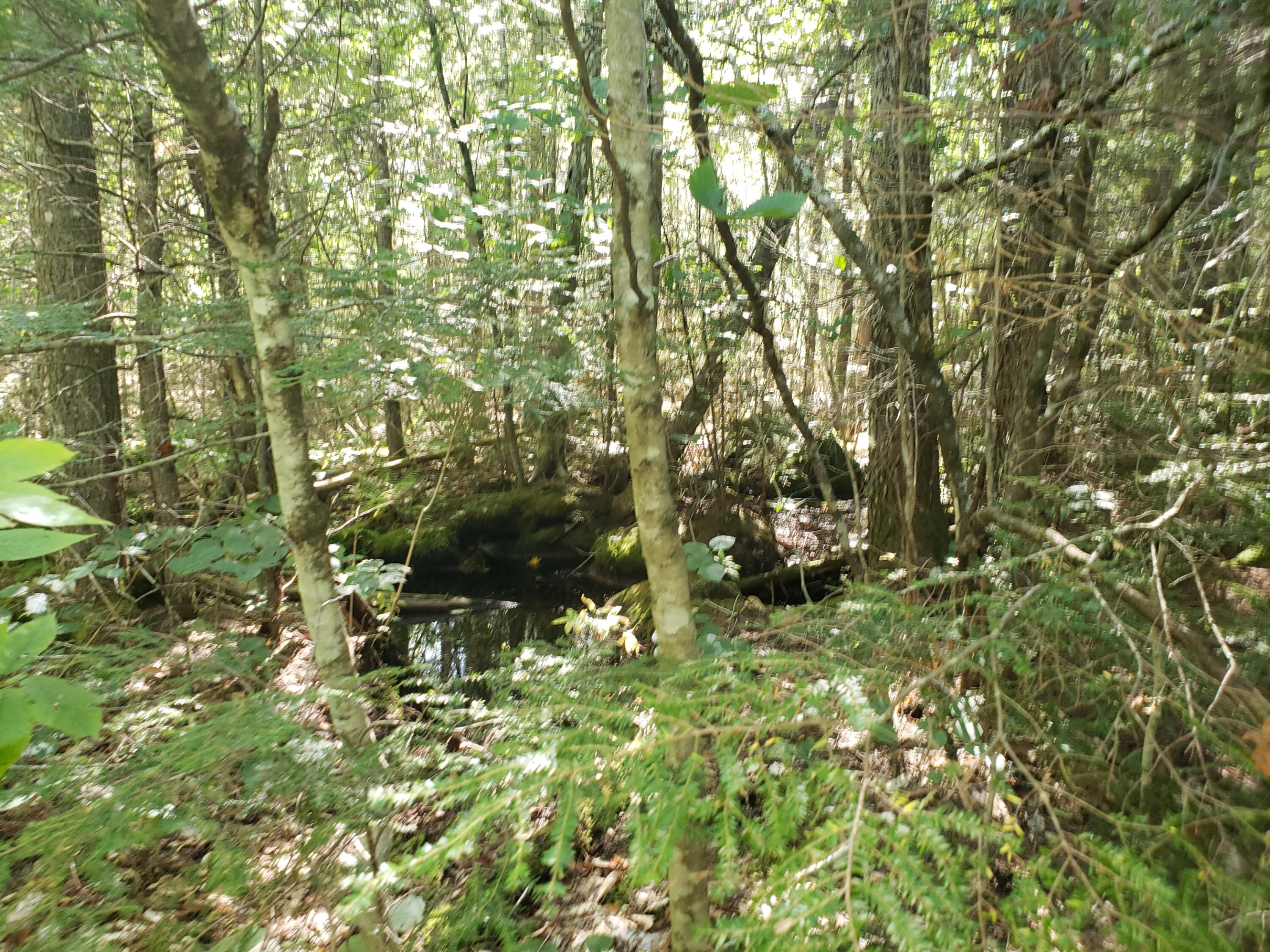 0 Off Mountain Stoneham, ME 04231 - Photo 16 of 32 Waterhole in brook