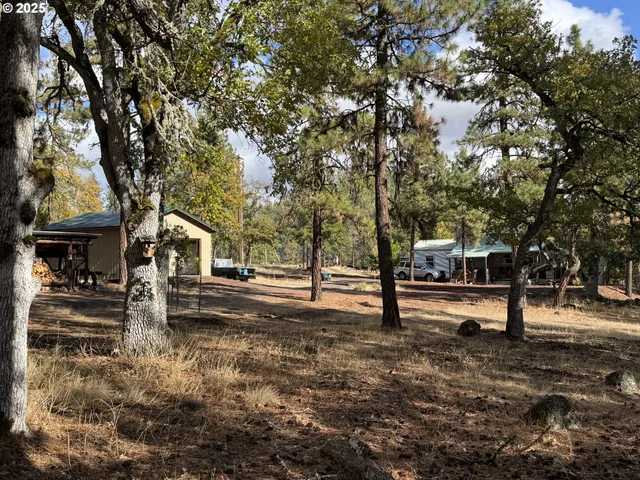 a view of a forest with trees in the background