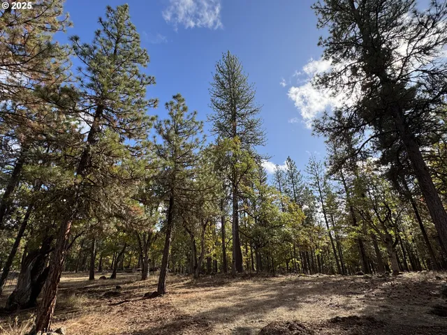 a view of outdoor space with lots of trees