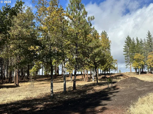 a view of a forest with trees