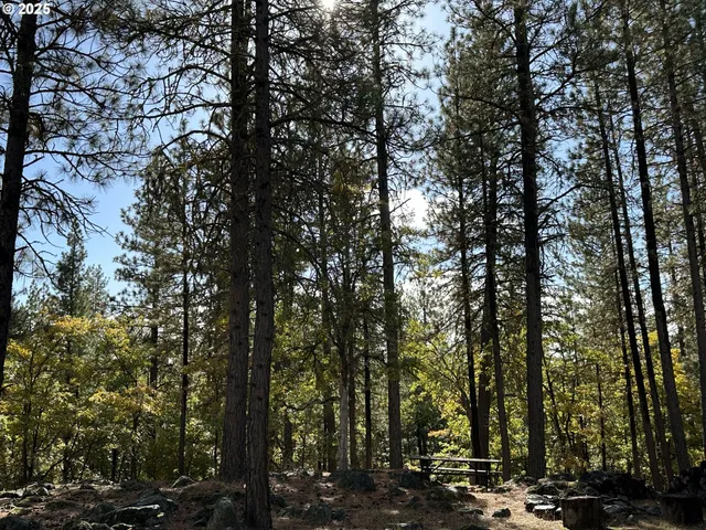 a view of a forest with trees