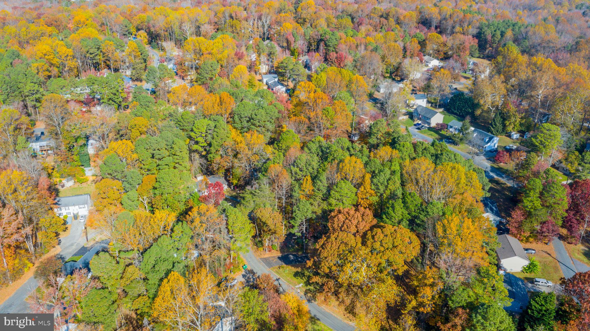 11675 Cowpoke Circle Lusby, MD 20657 - Photo 5 of 9 a view of a tree