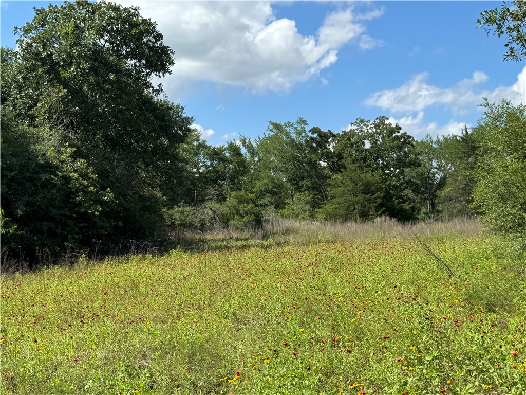 3816 Pin Oak Road Franklin, TX 77856 - Photo 13 of 15 Wildflowers on the hilltop
