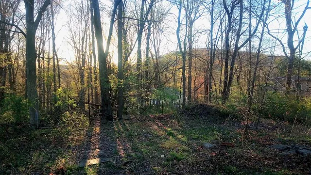 a view of a forest with trees