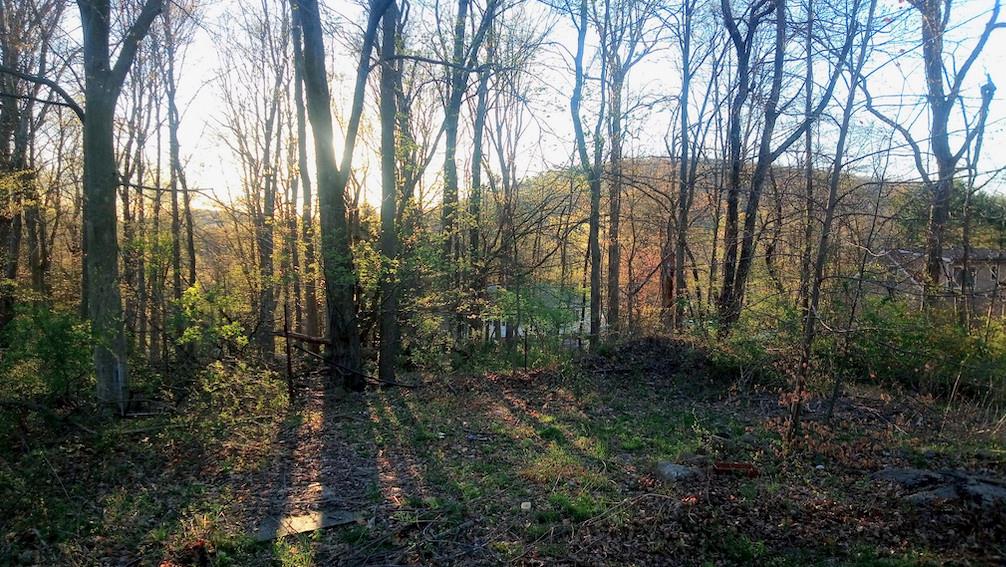 8 Newburgh Road Patterson, NY 12563 - Photo 22 of 22 a view of a forest with trees