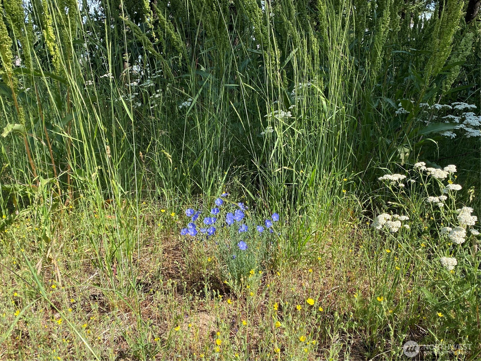 0 Big Springs Ranch Road Wenatchee, WA 98801 - Photo 19 of 26 a view of a plant in a garden