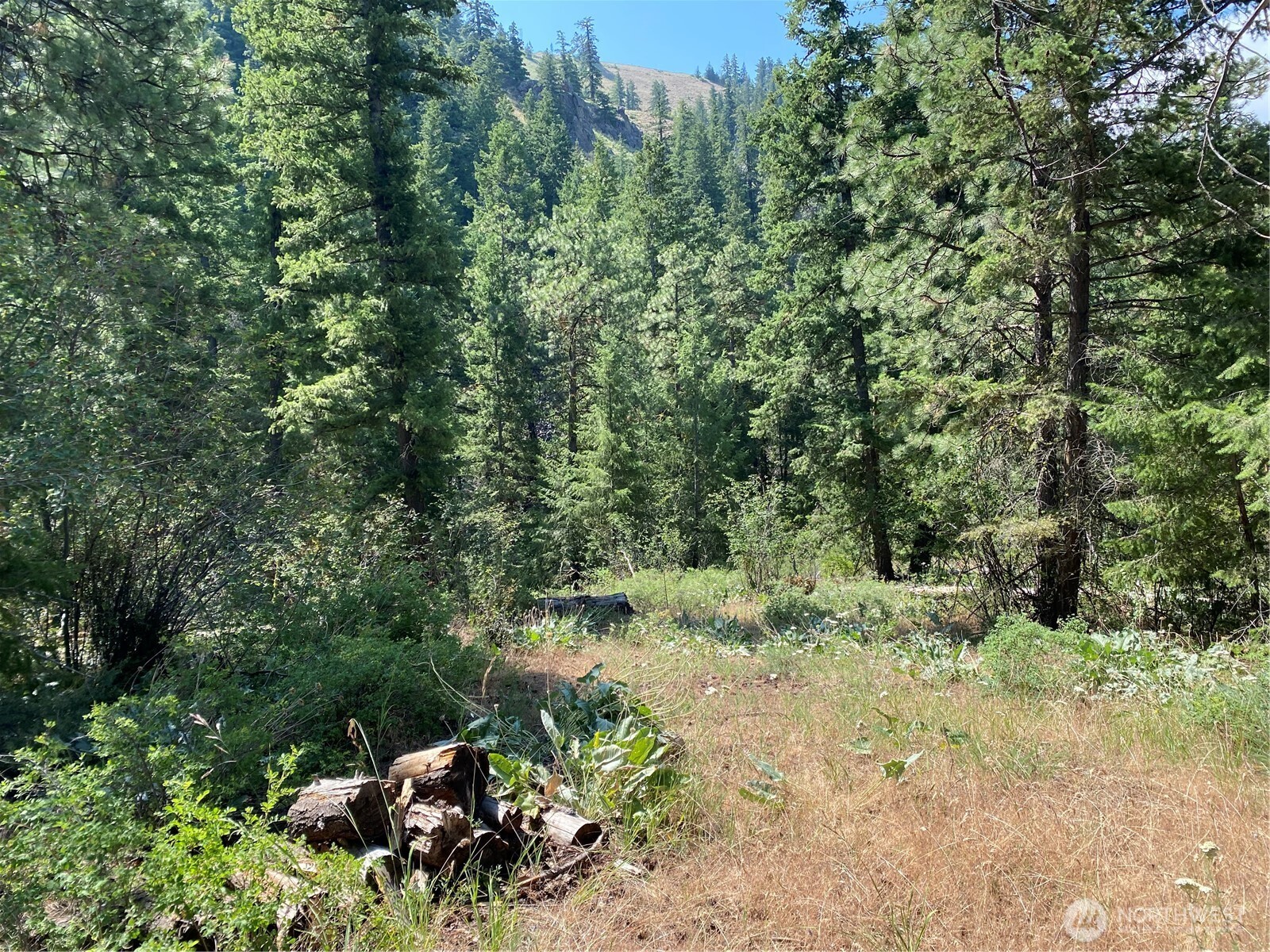 0 Big Springs Ranch Road Wenatchee, WA 98801 - Photo 22 of 26 a view of a forest with a tree