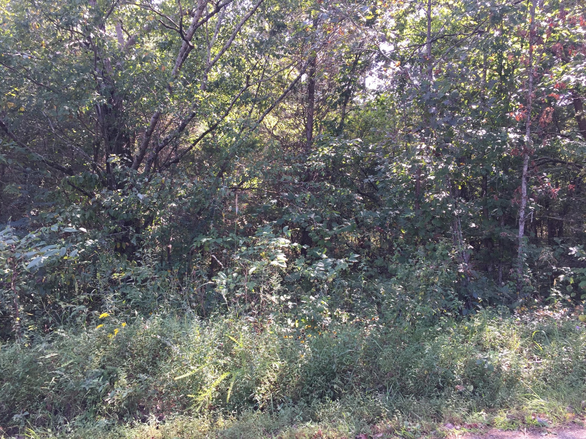 0 JD Farm Road Tellico Plains, TN 37385 - Photo 1 of 1 Gallery Image 1