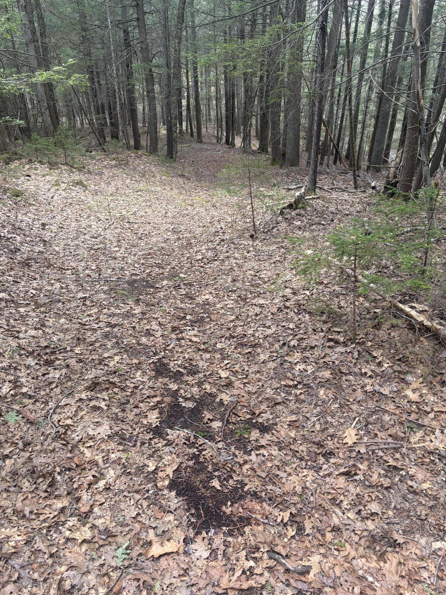 108 B Flying Point Road Freeport, ME 04032 - Photo 23 of 31 trail photo brewer woods to river