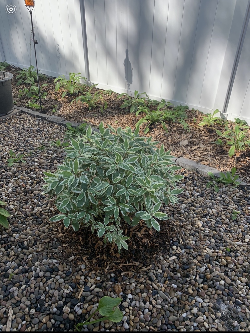 2412 Greenleaf Street Evanston, IL 60202 - Photo 18 of 20 a view of a backyard